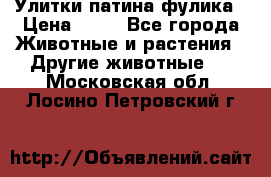 Улитки патина фулика › Цена ­ 10 - Все города Животные и растения » Другие животные   . Московская обл.,Лосино-Петровский г.